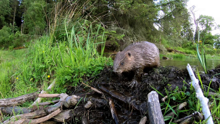 Ecosystem Engineers - Wild Hope