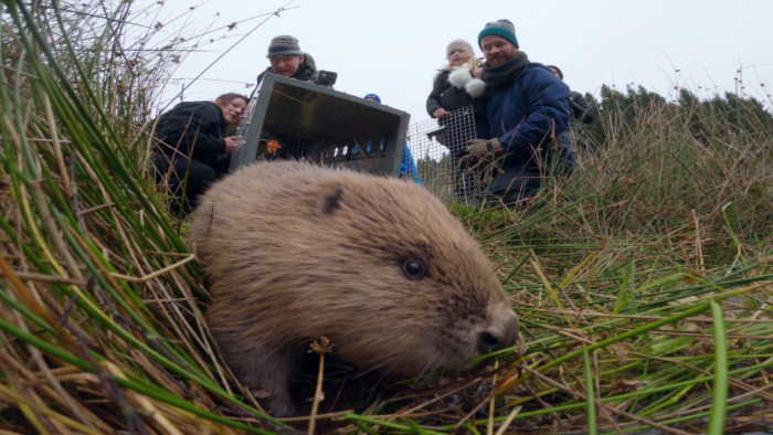 close up of beaver walking on land