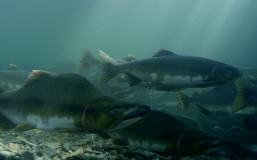 Salmon swimming under water