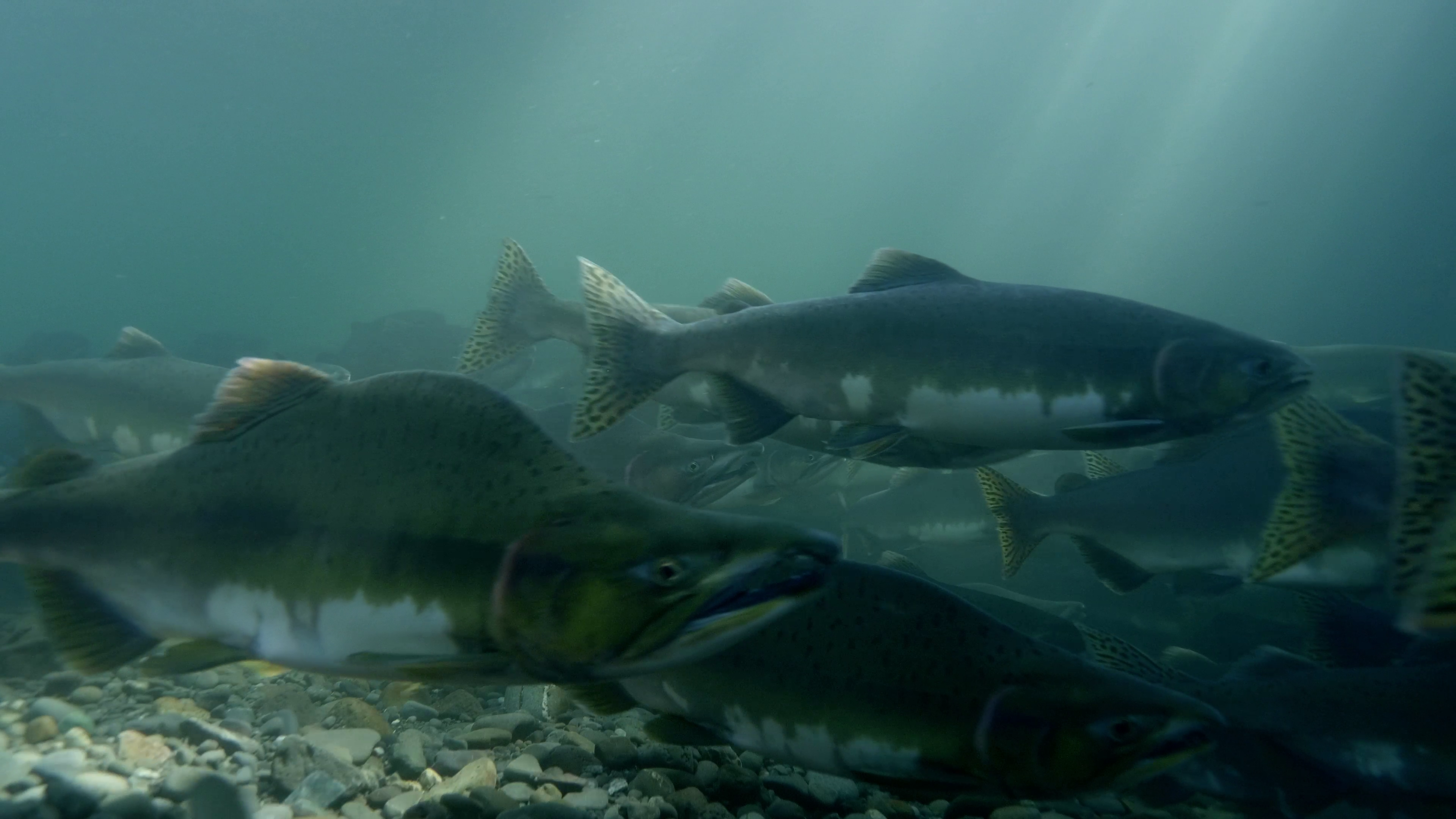 Salmon swimming under water