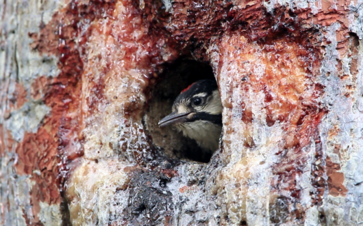 The red-cockaded woodpecker is now listed as "threatened" under the Endangered Species Act.