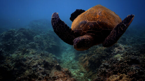 A sea turtle swimming over a reef