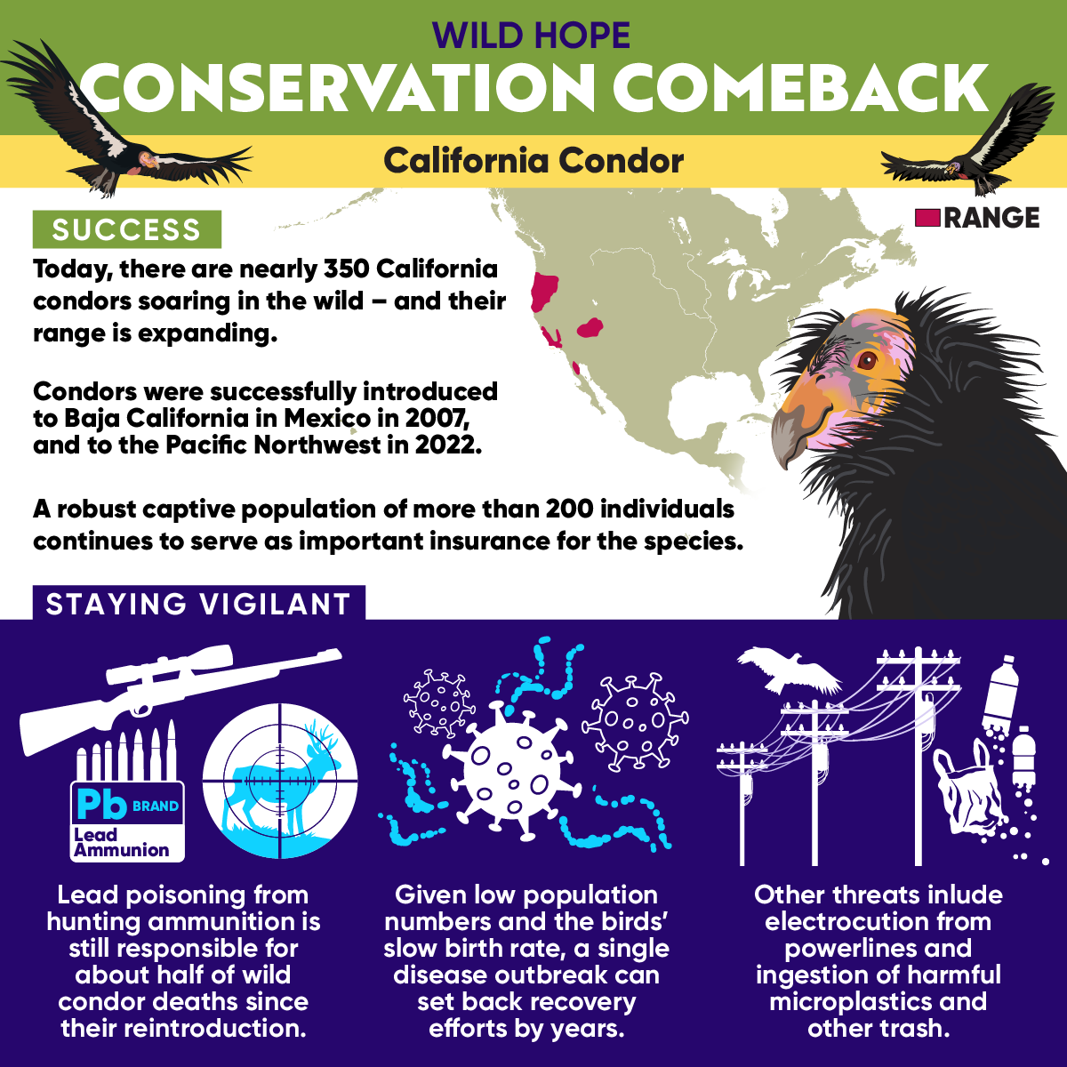 Conservation Comeback: The California Condor - Wild Hope