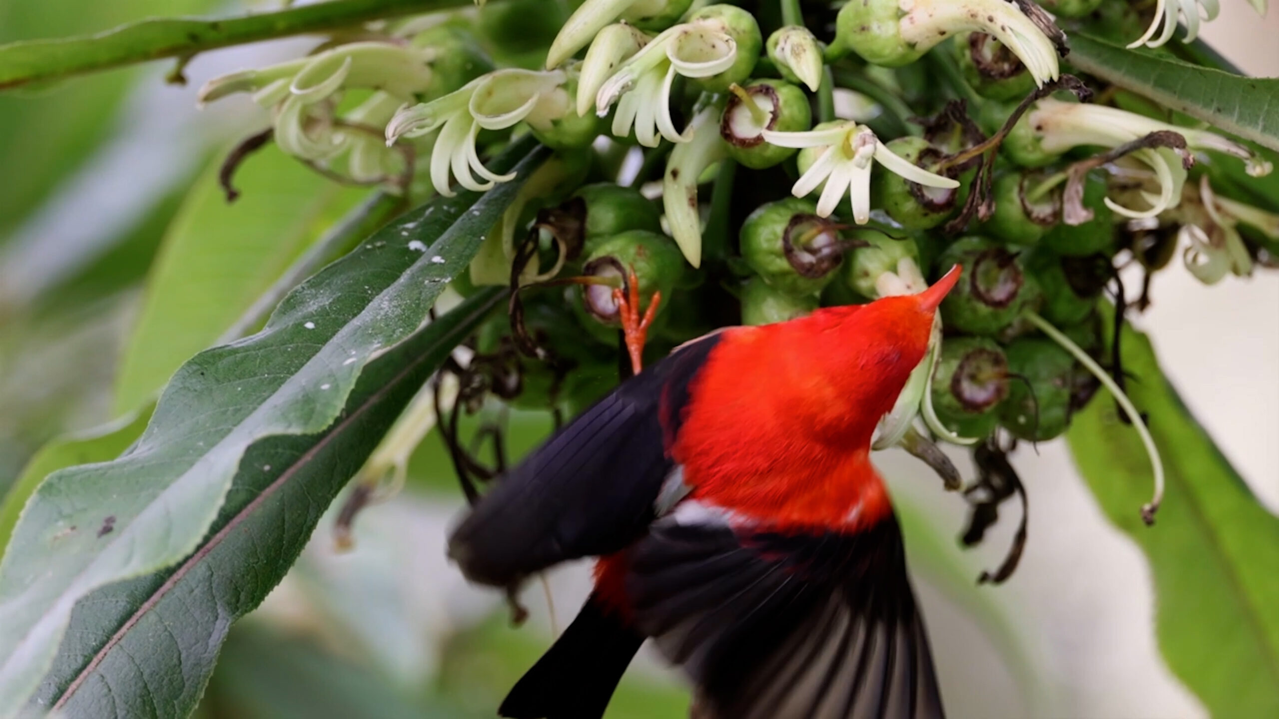 Why Hawaii is a Conservation Hotspot