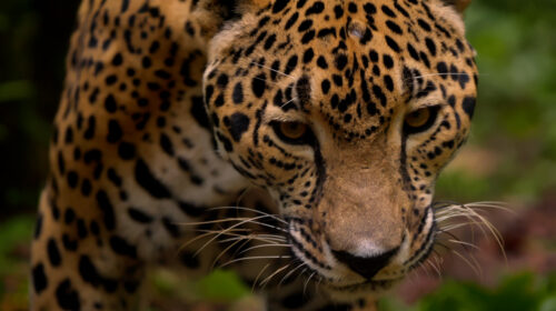 A jaguar head and shoulder.