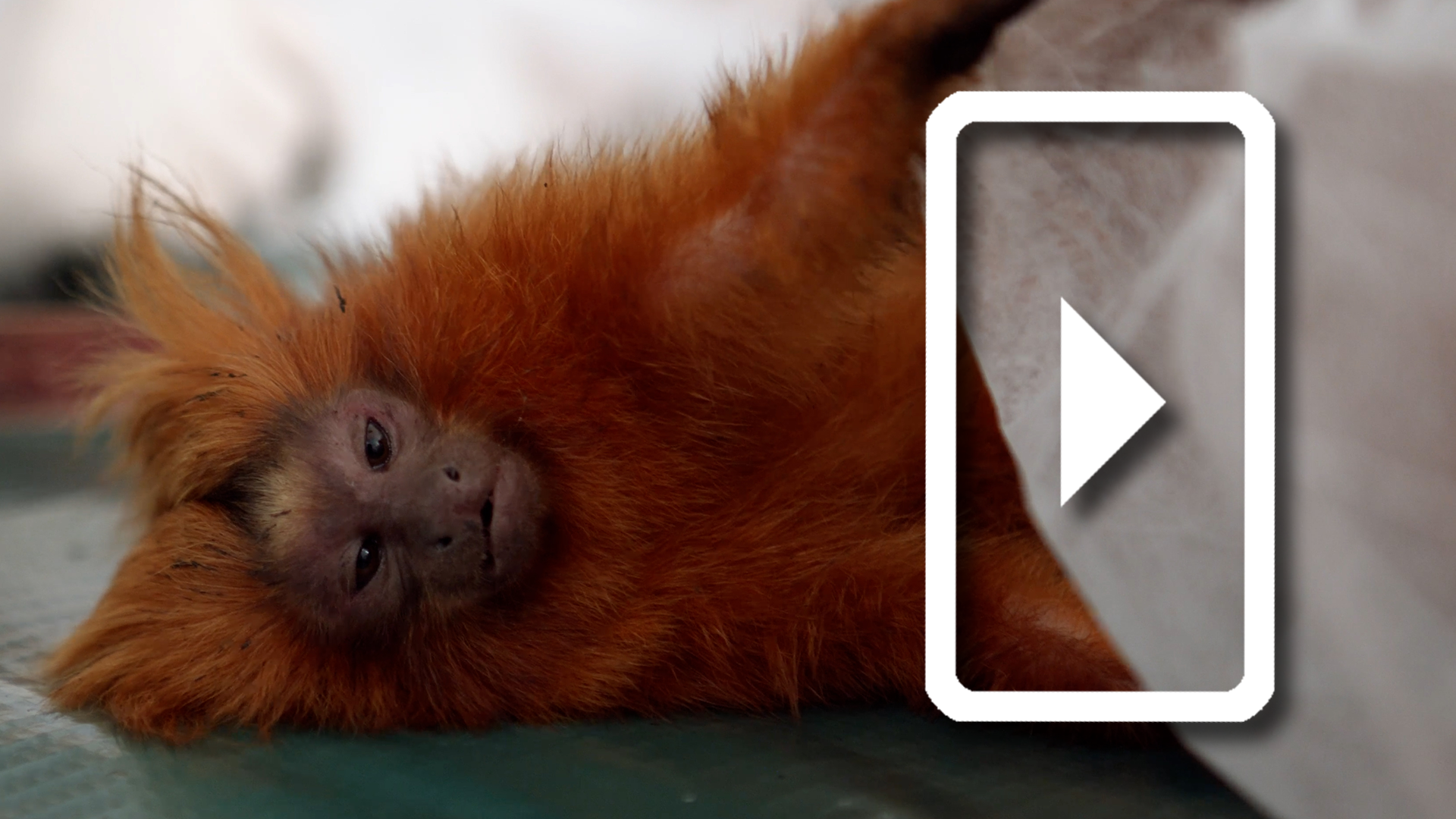 Saving Golden Lion Tamarins from Yellow Fever