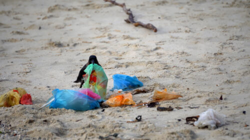 A bird investigating trash on the beach