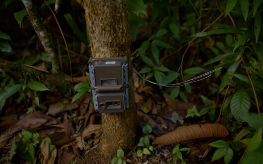 A camera trap on a tree trunk in a forest.