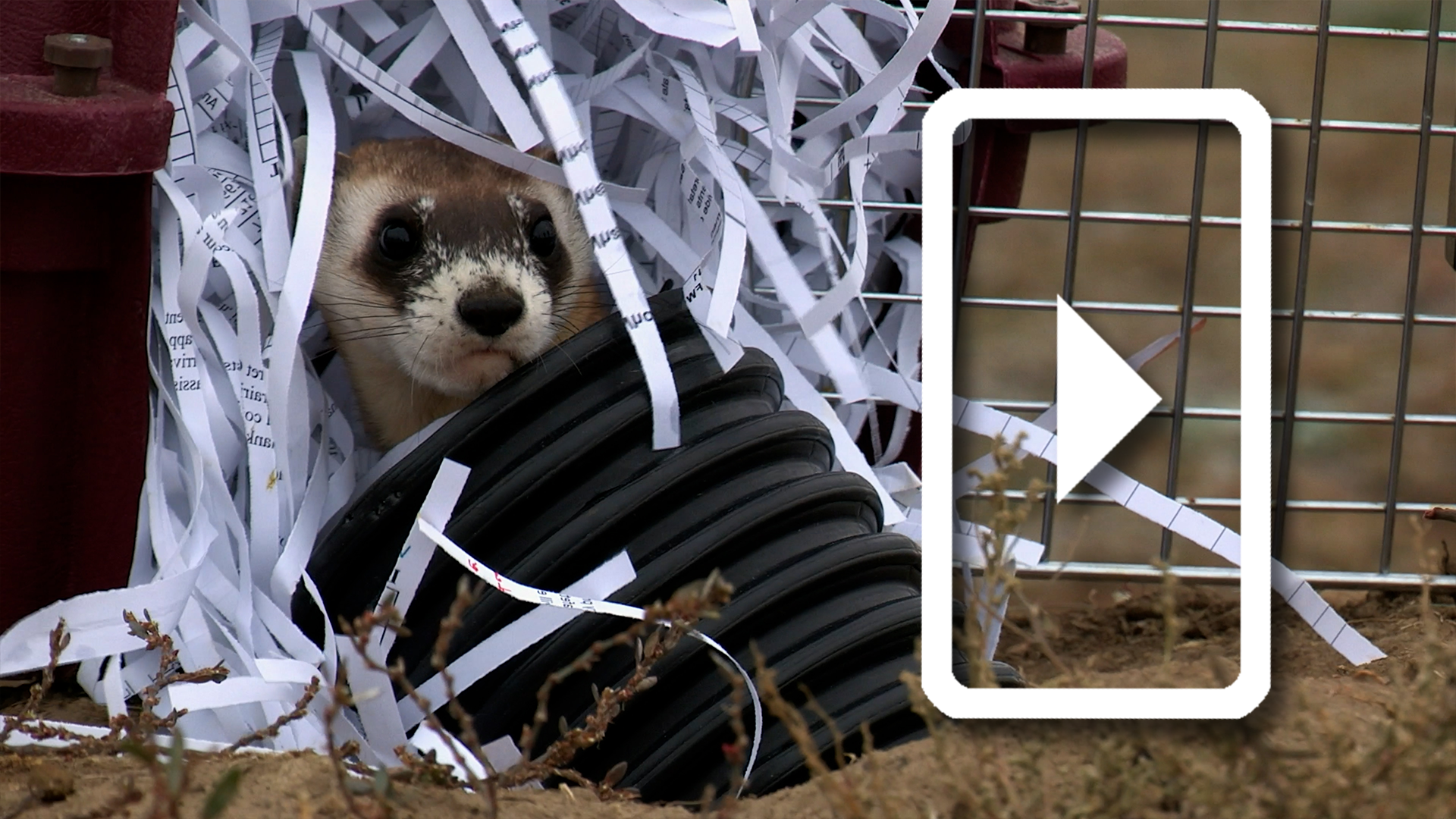 Vaccinating Black-Footed Ferrets