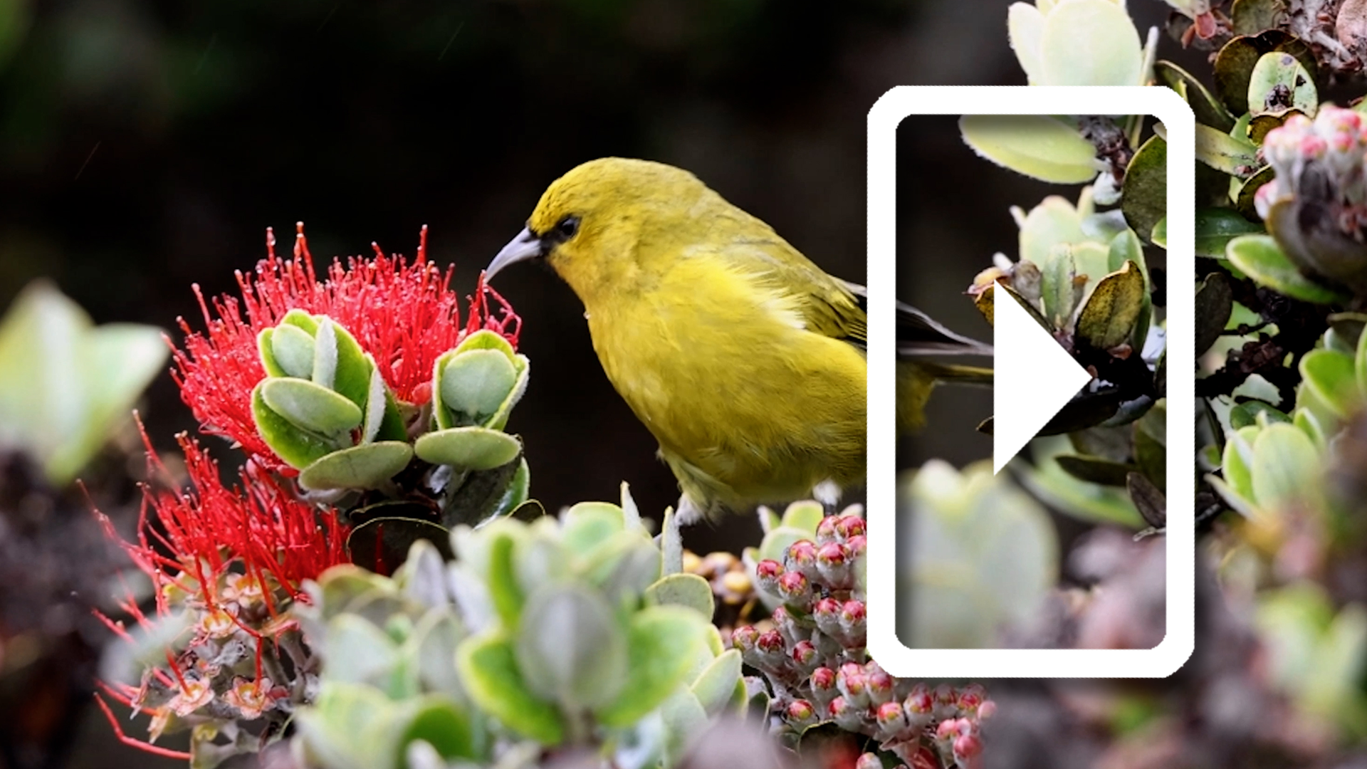 Meet Hawai’i’s Honeycreepers