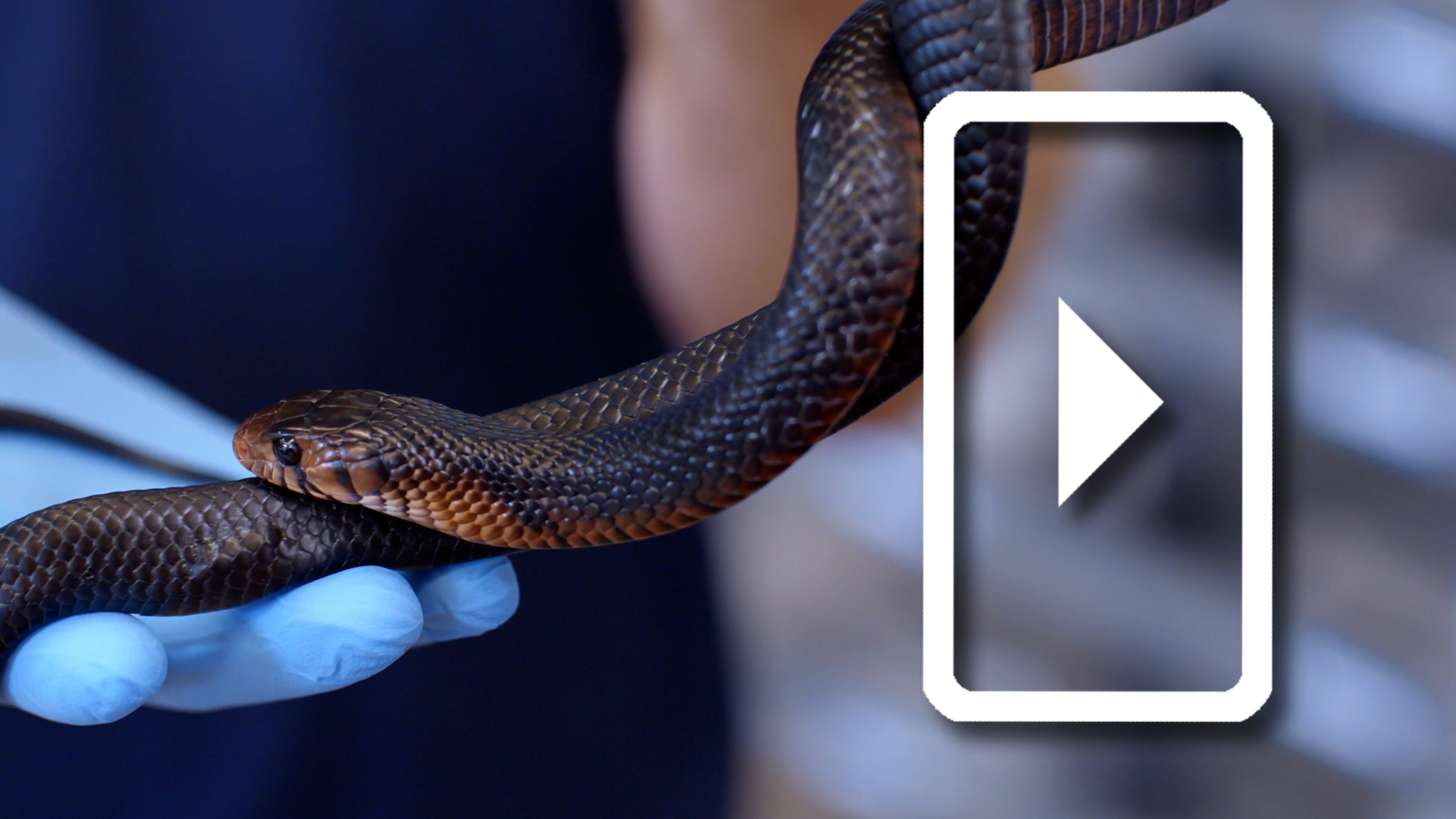 Meet the Indigo Snake!