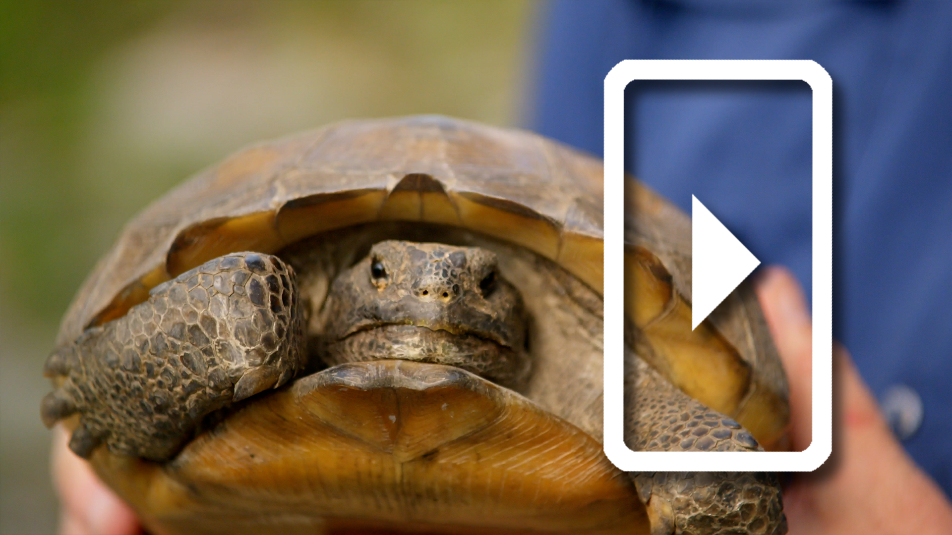 Meet the Gopher Tortoise!