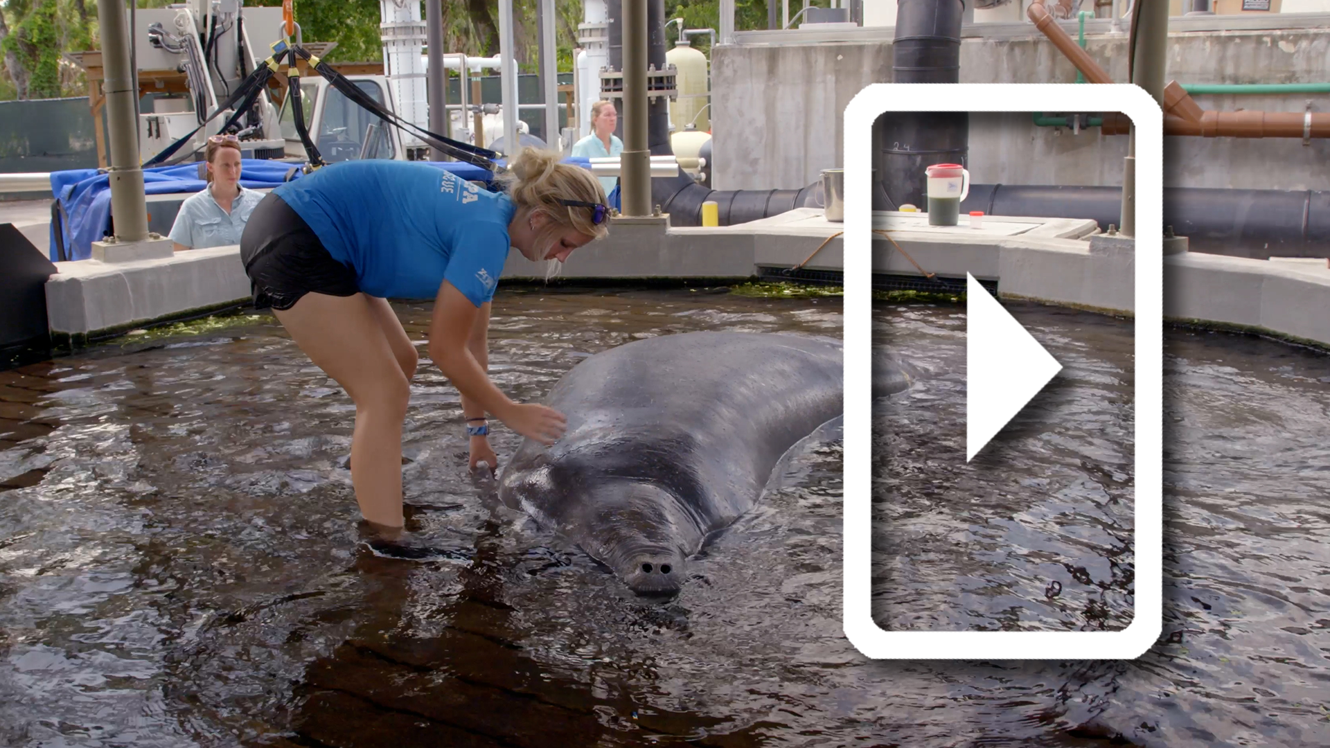 Manatee Rehabilitation