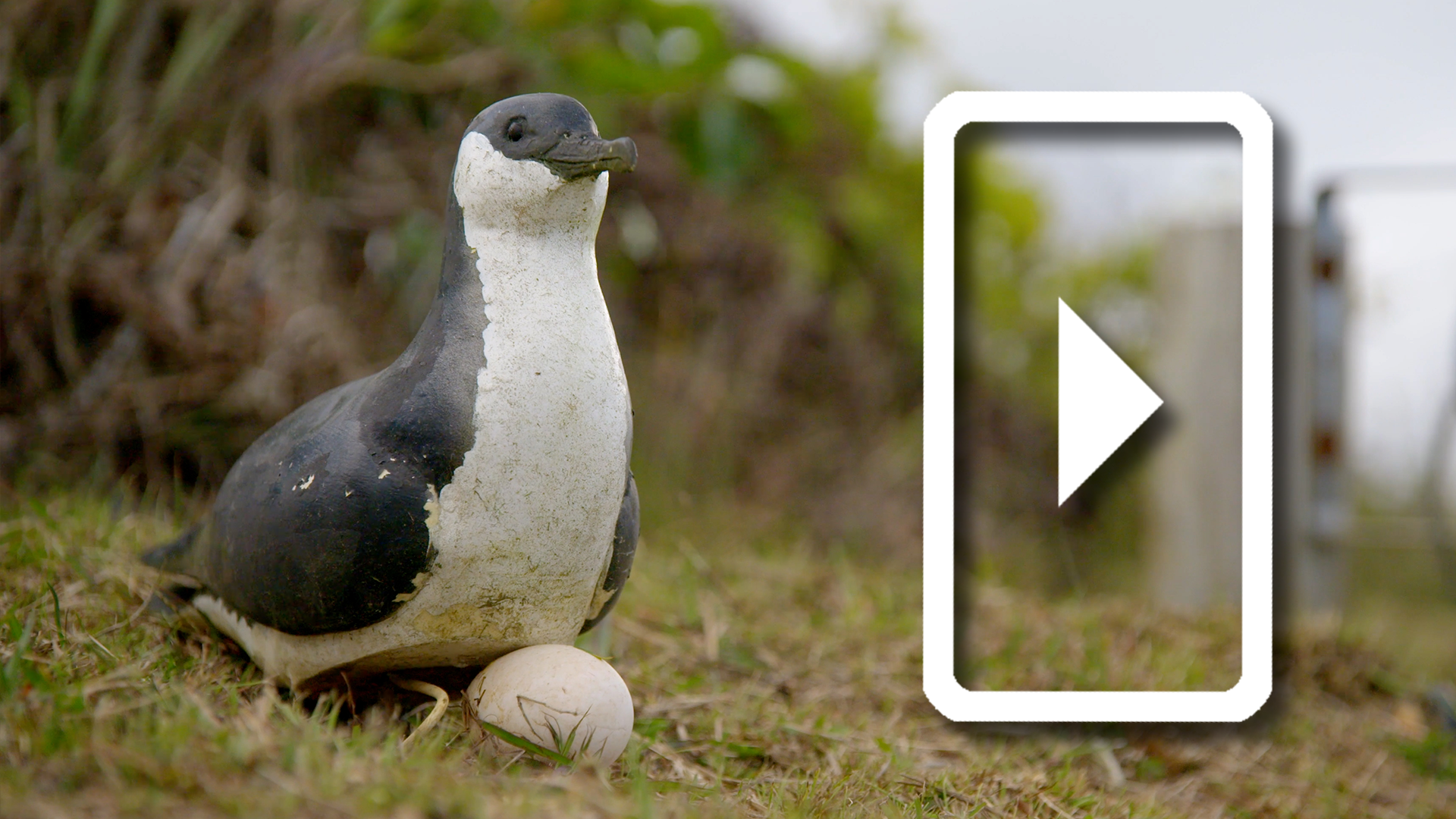 Luring Seabirds Back Home