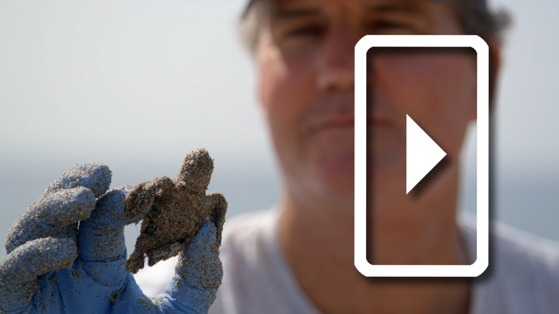 Protecting Turtle Nests