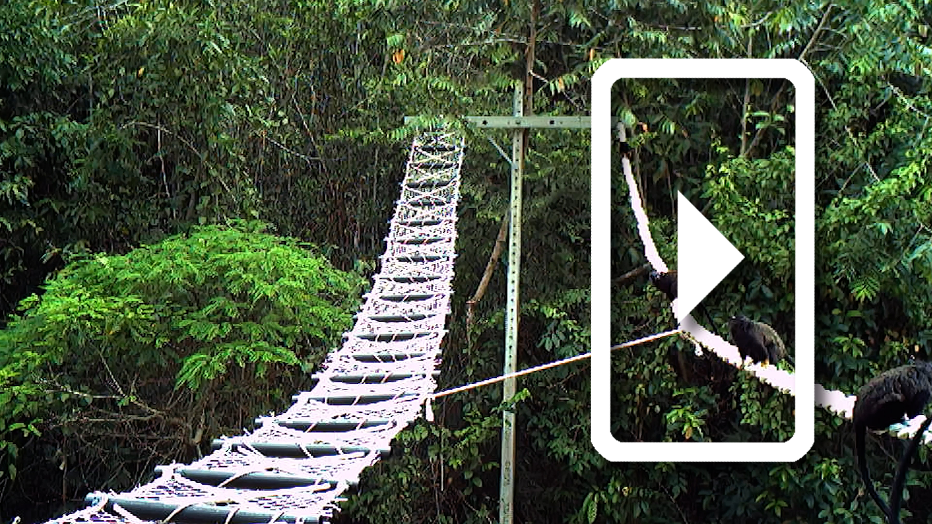 Bridging Brazil’s Treetops