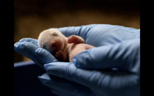 A gloved hand holds a baby black-footed ferret
