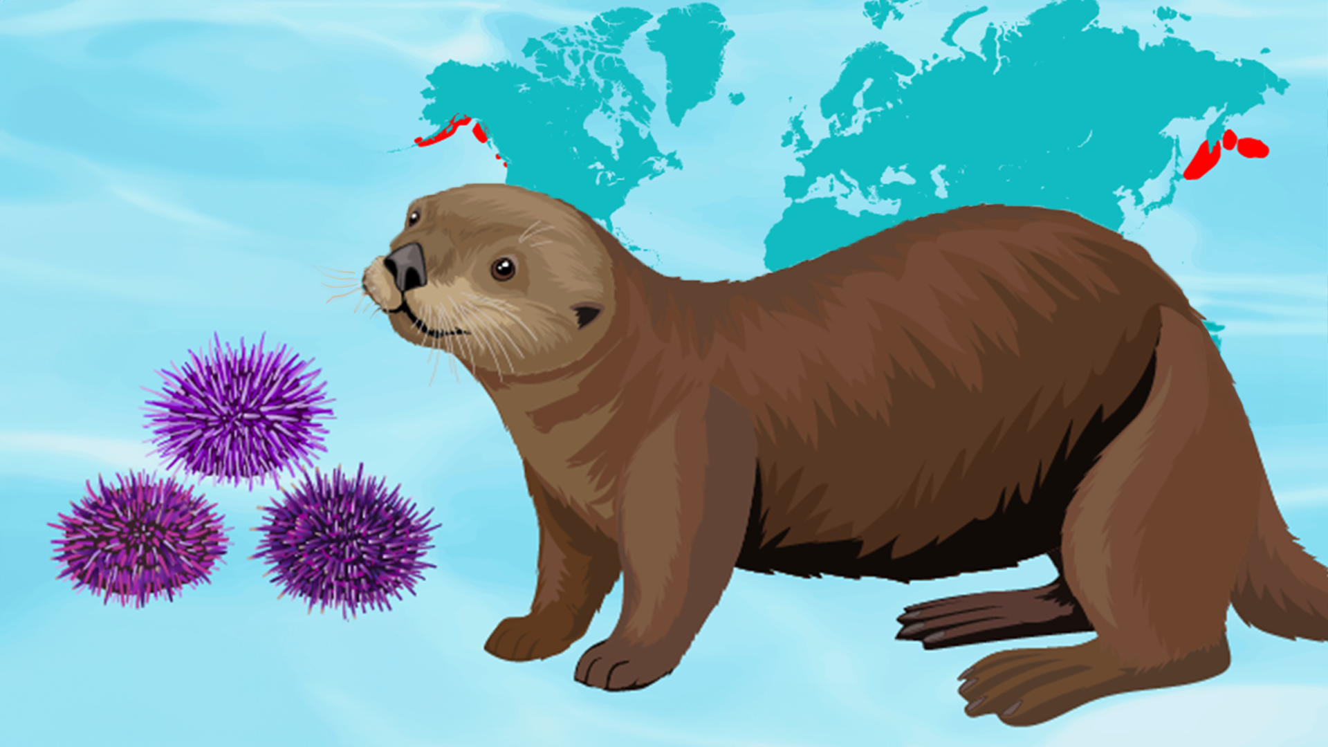Conservation Comeback: The Sea Otter
