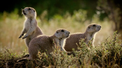 Three prairie dogs in a grassland