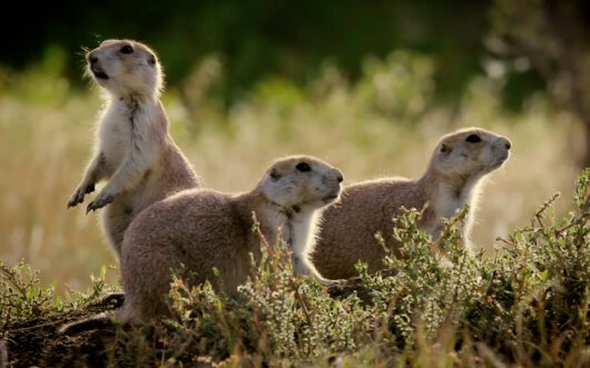 Three prairie dogs in a grassland