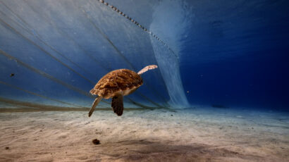 A sea turtle approaches a fishing net near the sea floor.