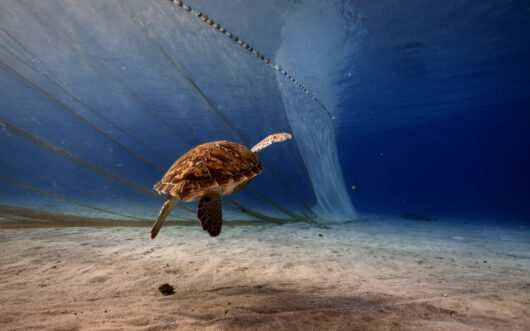 A sea turtle approaches a fishing net near the sea floor.
