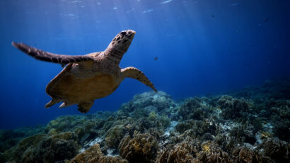 A sea turtle swims over a coral reef