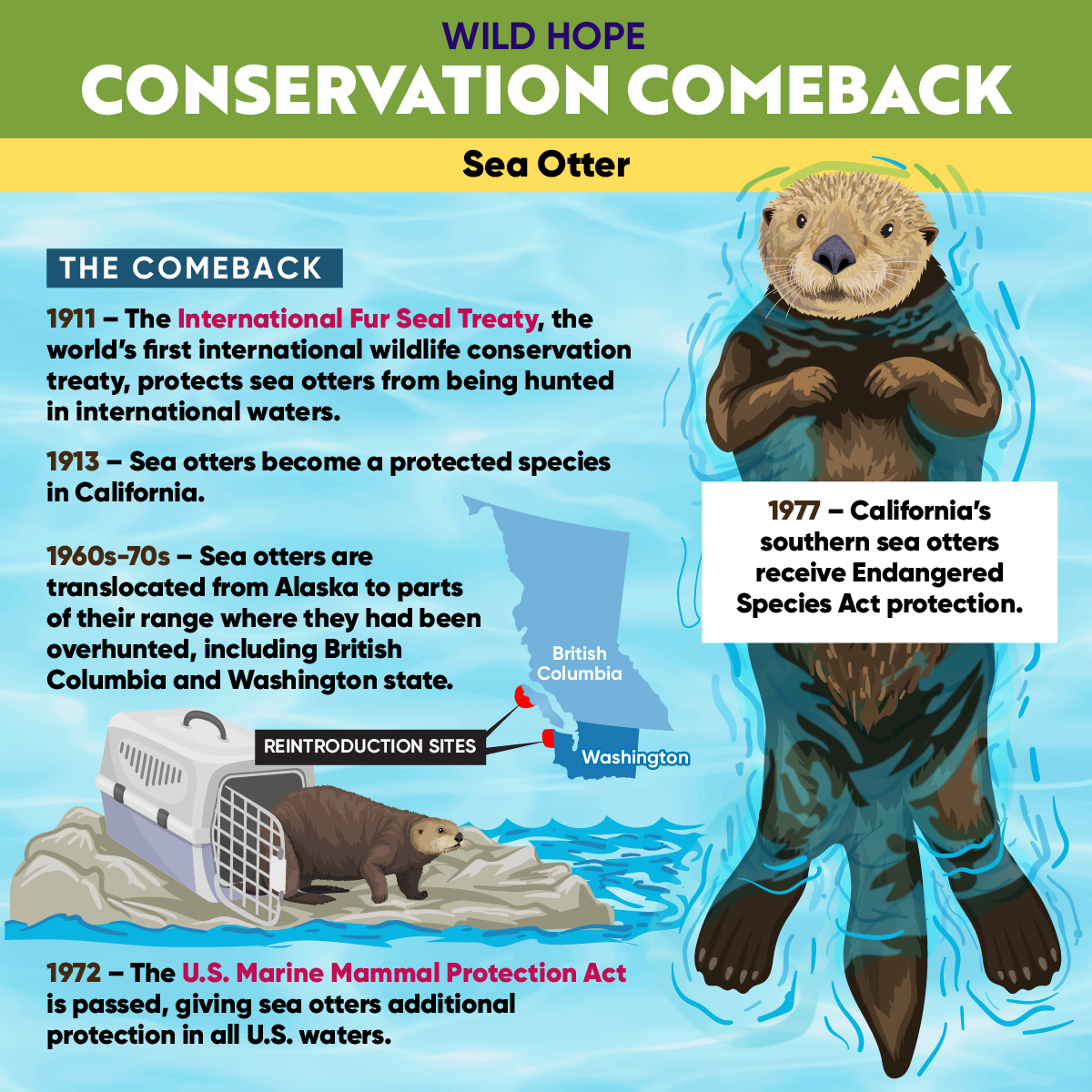 Conservation Comeback: The Sea Otter - Wild Hope