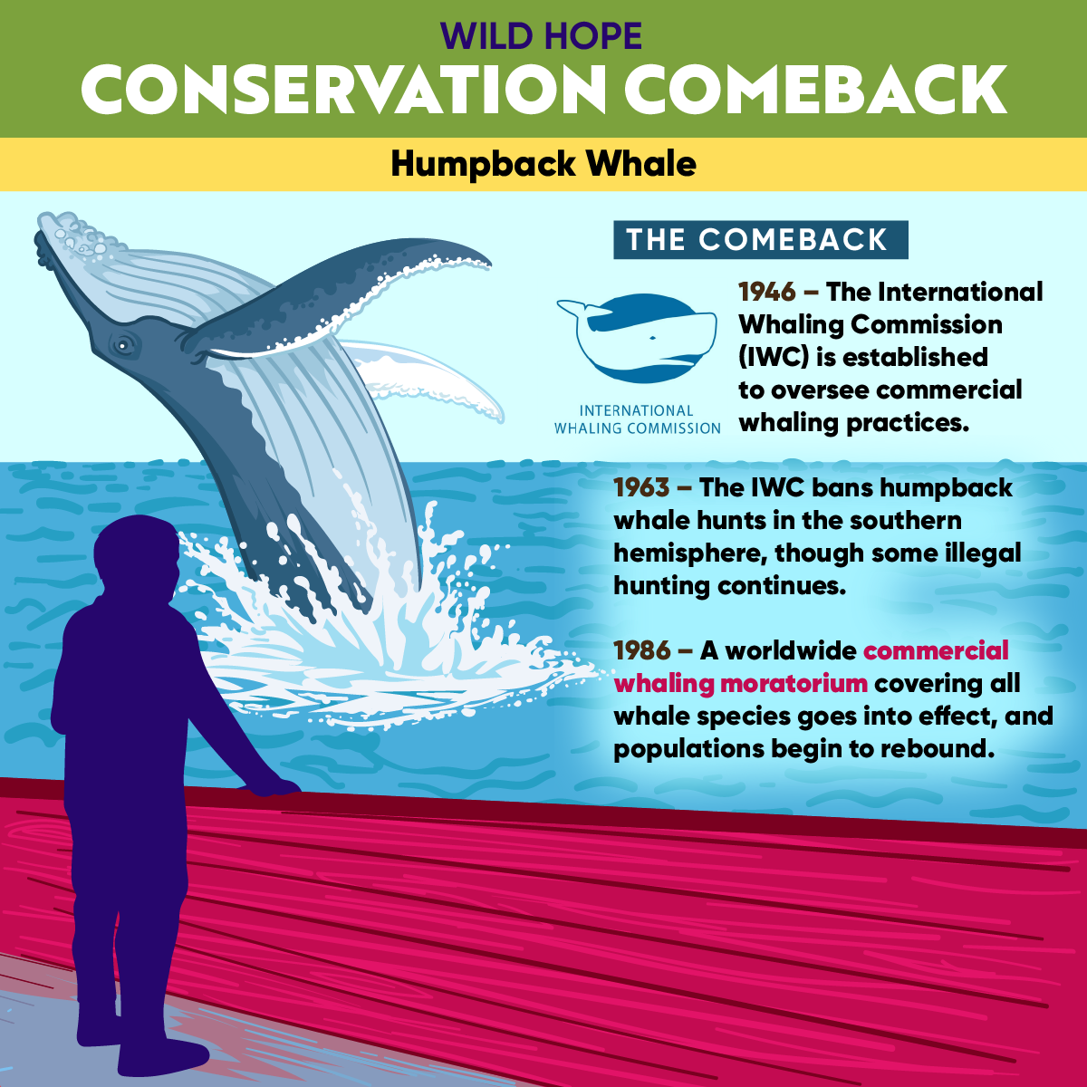 Conservation Comeback: The Humpback Whale - Wild Hope