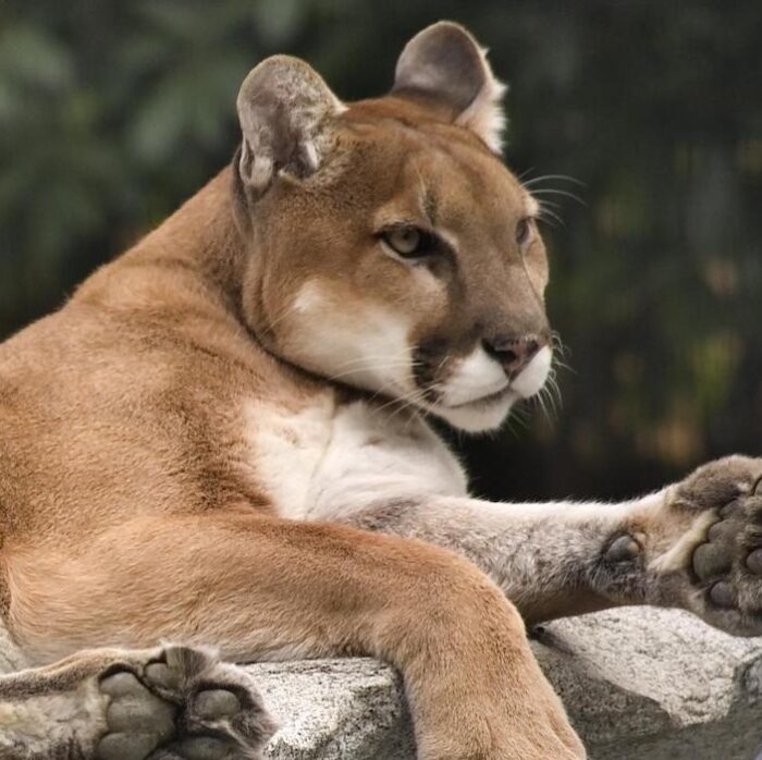 close up of mountain lion