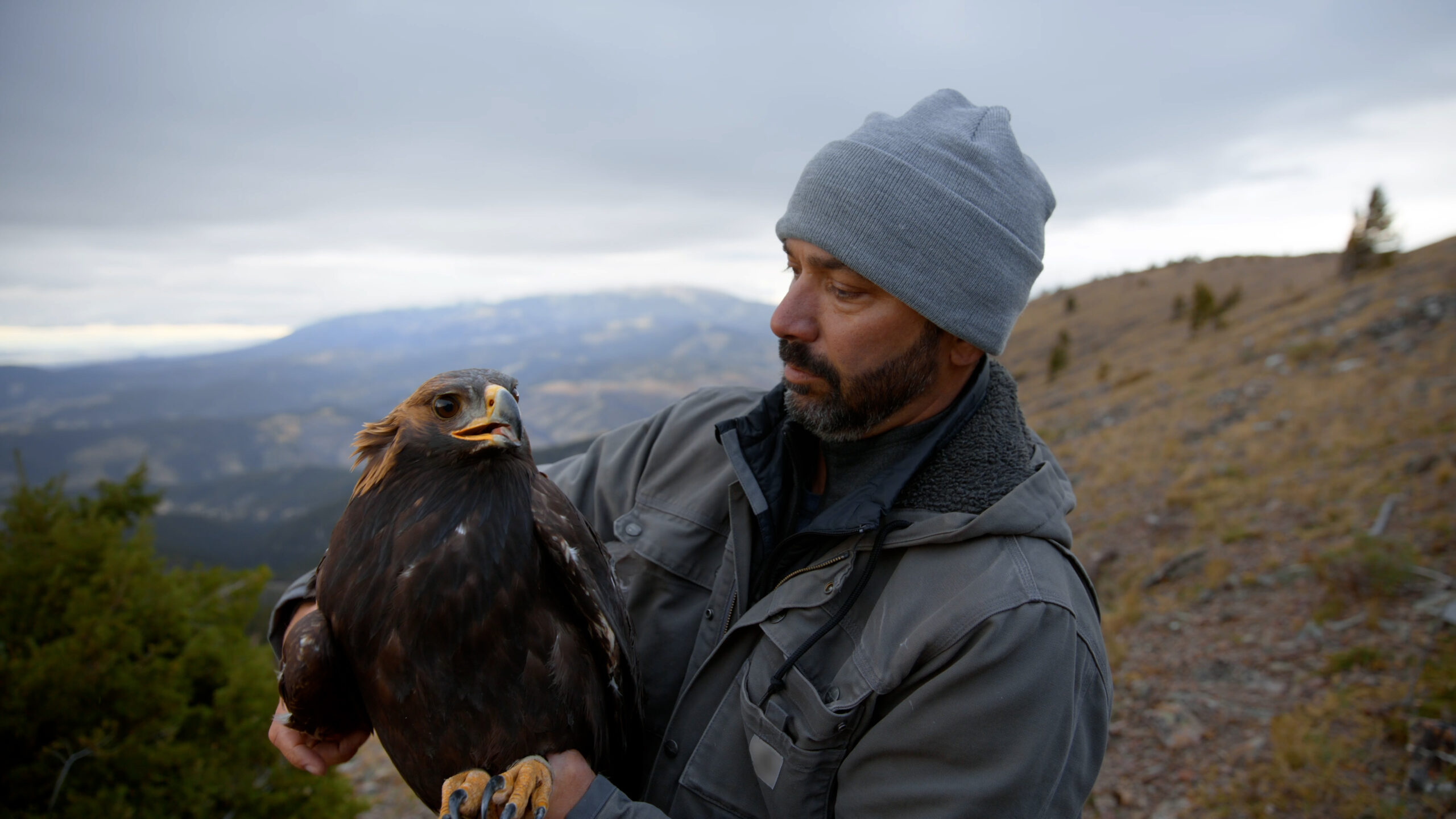 Support Golden Eagle Recovery