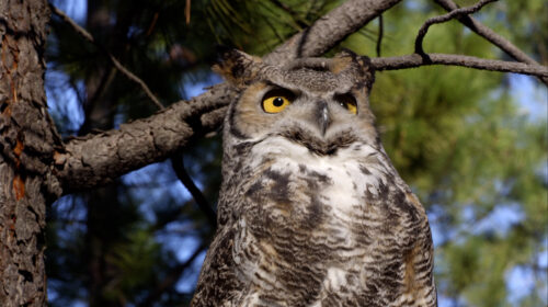 A great horned owl in a tree.