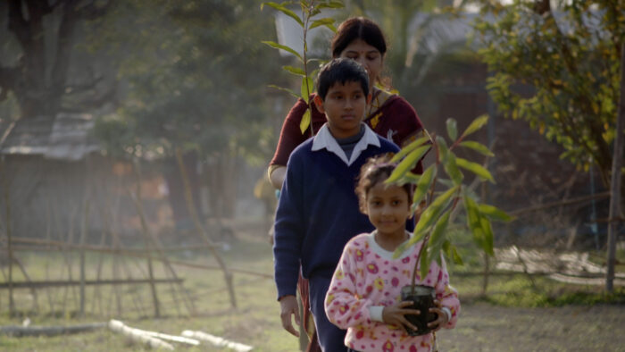 Communities in Assam have planted thousands of sapling nesting trees for greater adjutant storks since 2007. 