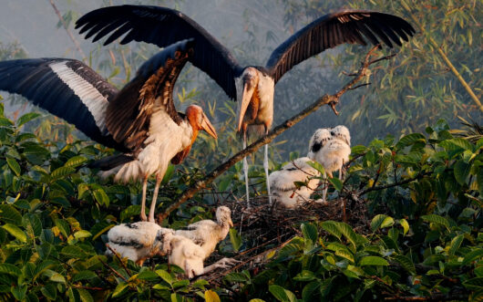 Greater adjutant storks were listed as Endangered on the IUCN Red List before a group of women in Assam began raising awareness about the once-reviled birds.