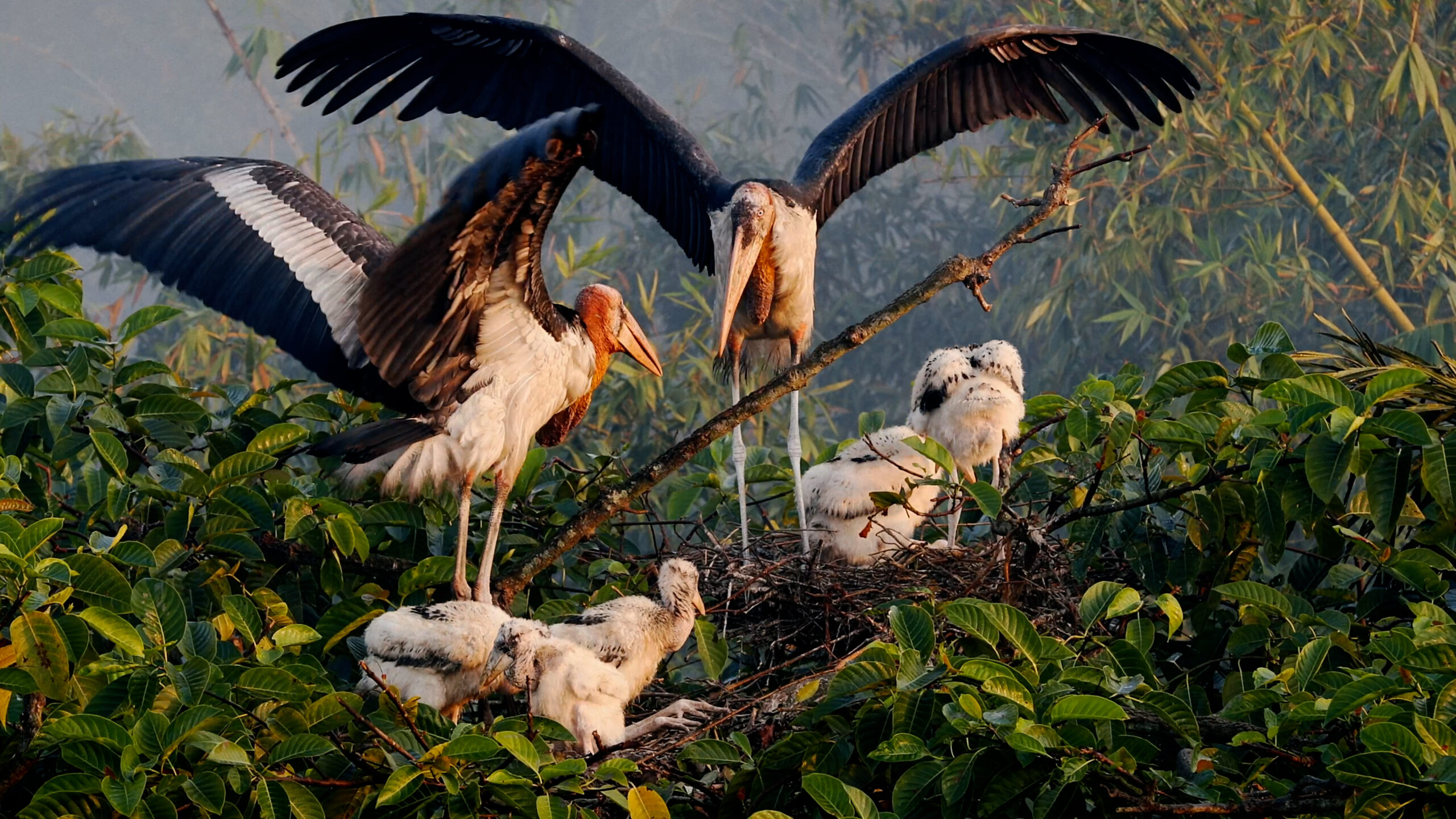 Greater adjutant storks were listed as Endangered on the IUCN Red List before a group of women in Assam began raising awareness about the once-reviled birds.