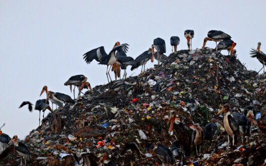 Greater adjutant storks, which are large and ungainly scavengers, standing on a landfill.