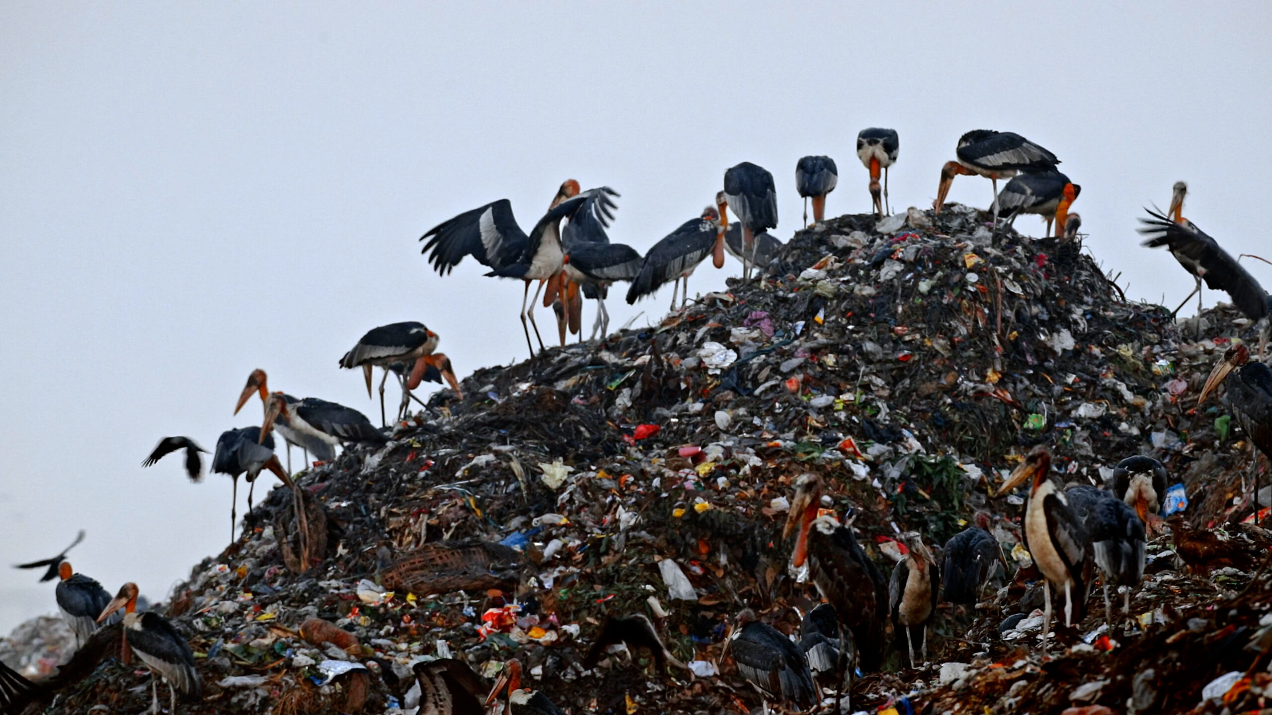 Greater adjutant storks, which are large and ungainly scavengers, standing on a landfill.