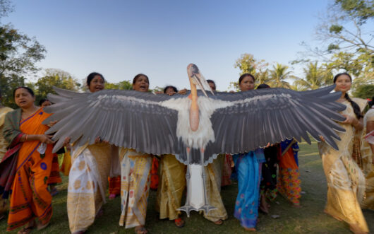 Women in Assam hold a large cutout of the greater adjutant stork, locally known as hargila.