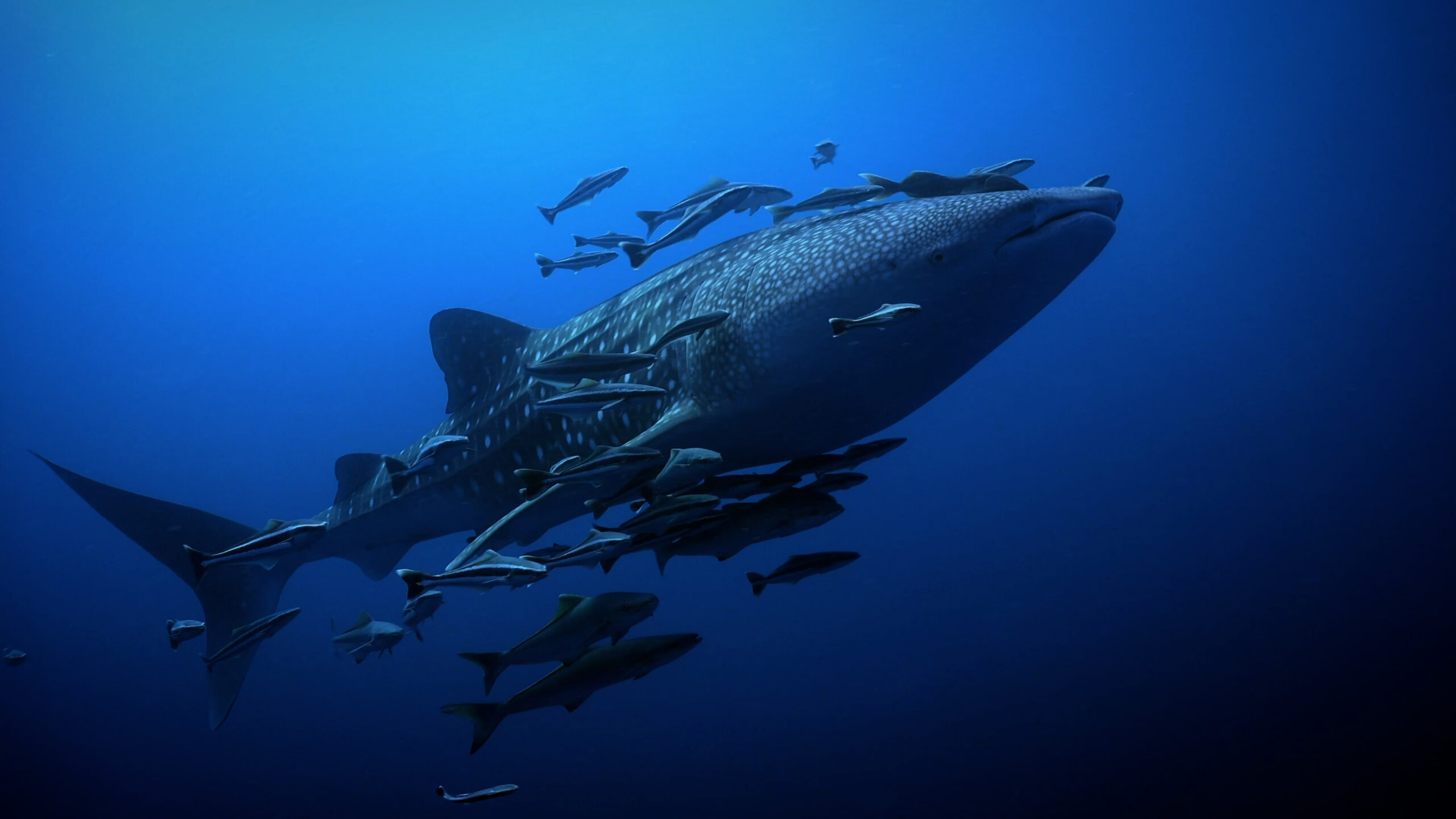 Whale shark with fish