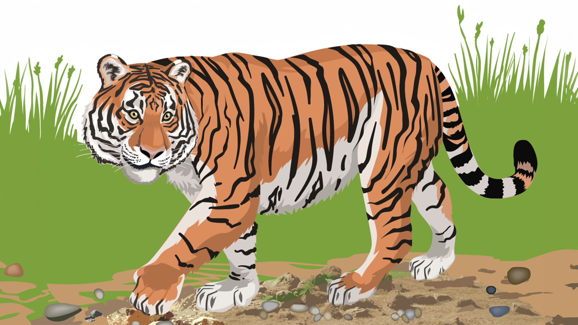 Conservation Comeback: Tigers