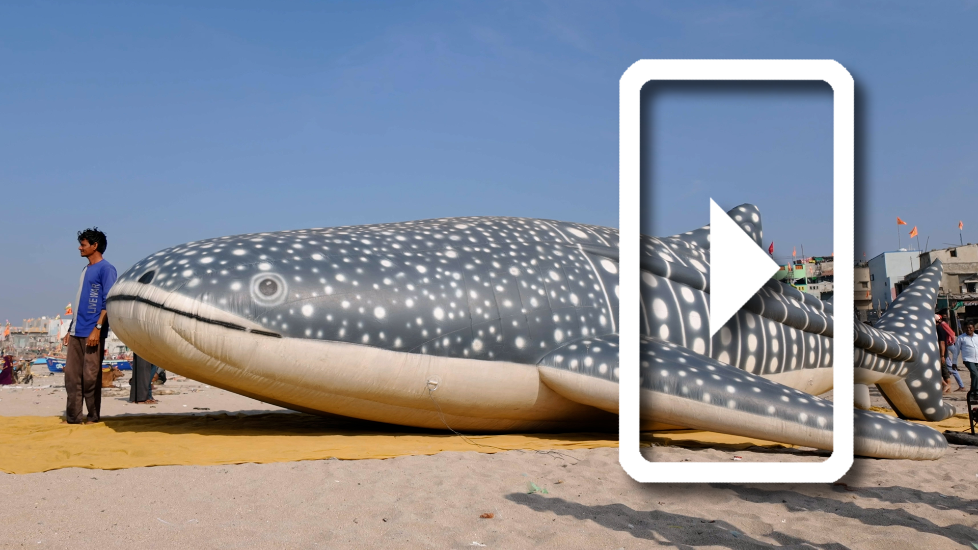 Rallying Support for Whale Shark Conservation