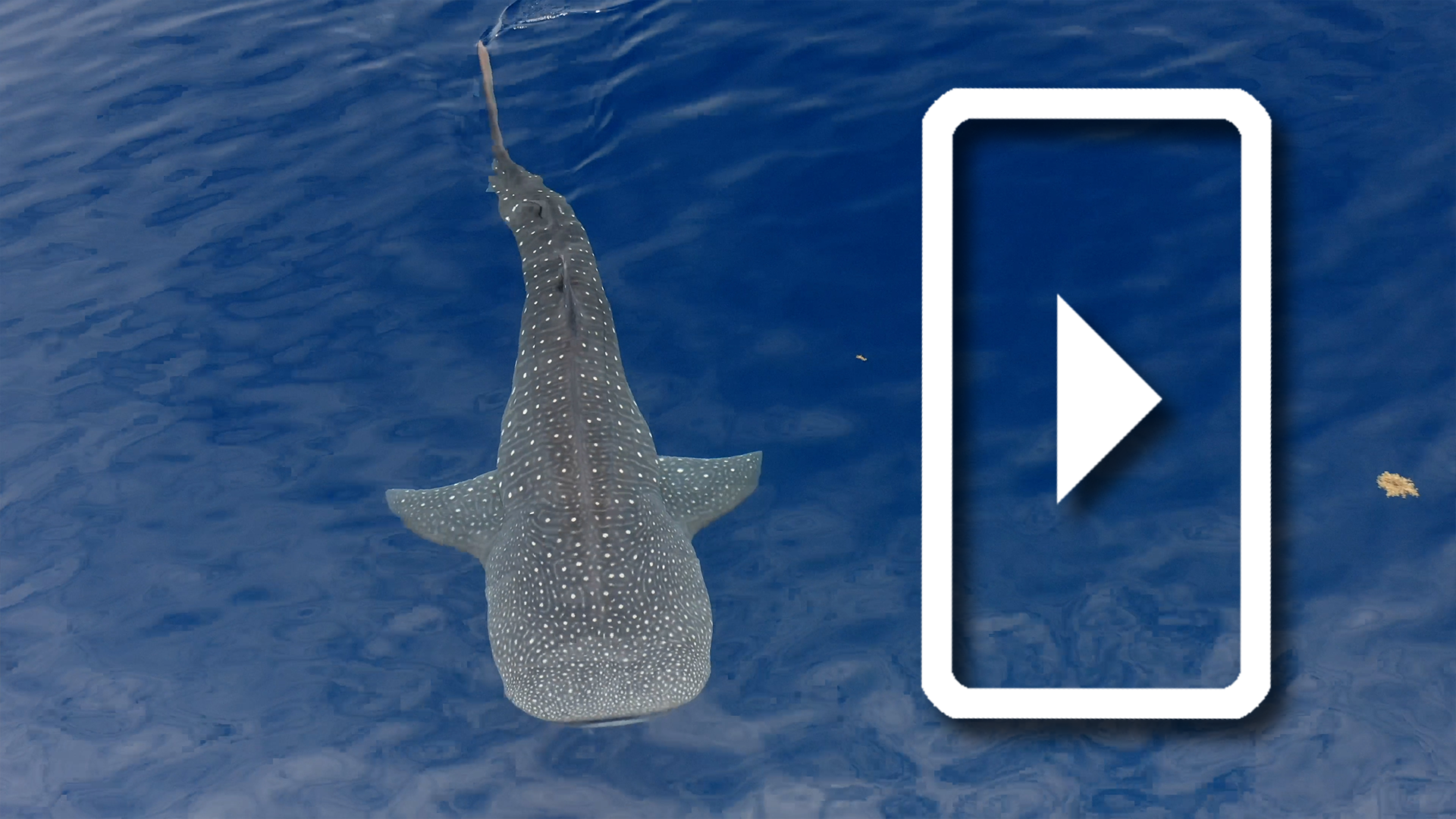 Freeing Whale Sharks from Fishing Nets