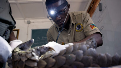 Elias Mubobo checks on a pangolin in the Gorongosa pangolin rehabilitation center.