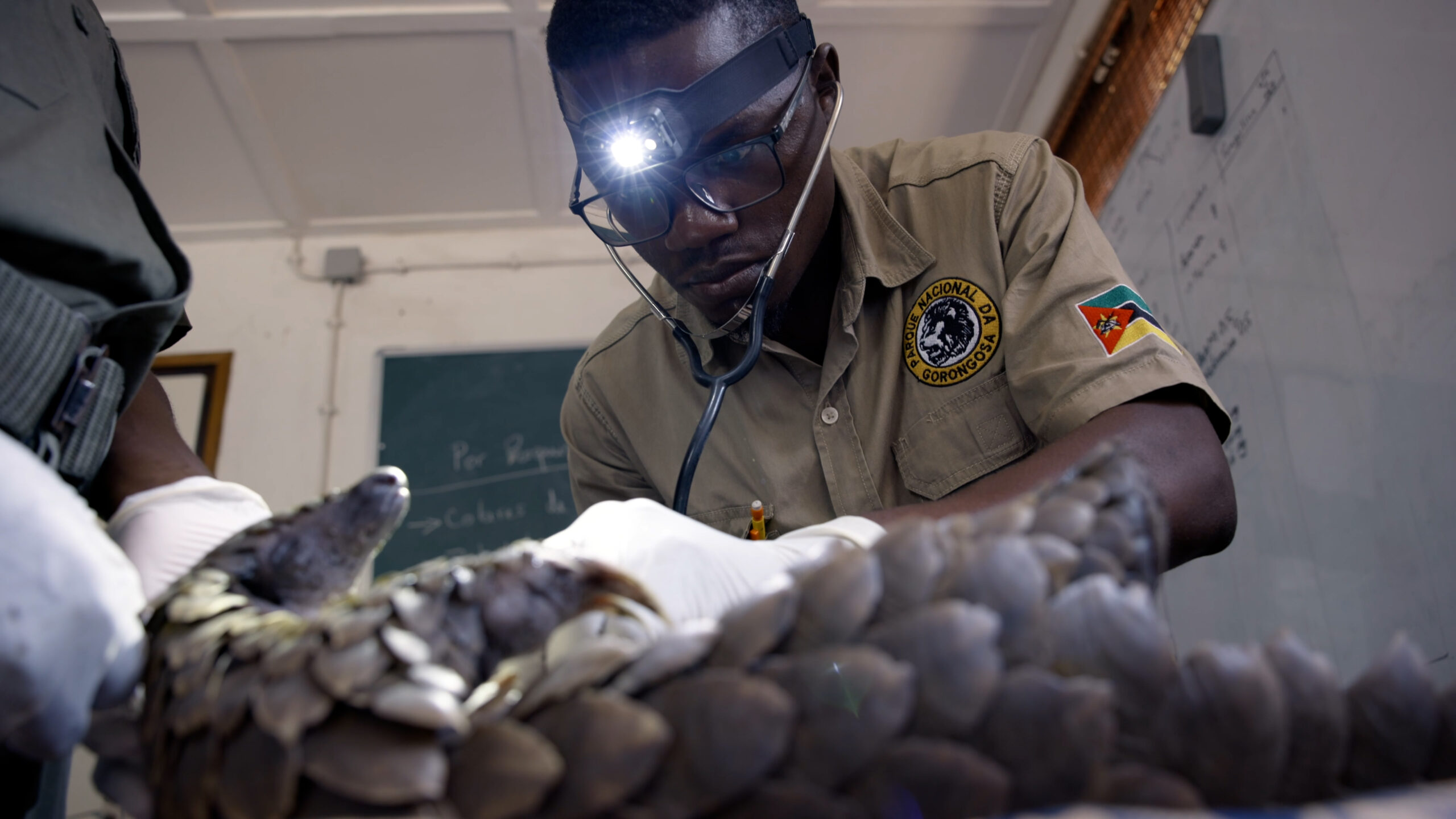 Elias Mubobo checks on a pangolin in the Gorongosa pangolin rehabilitation center.