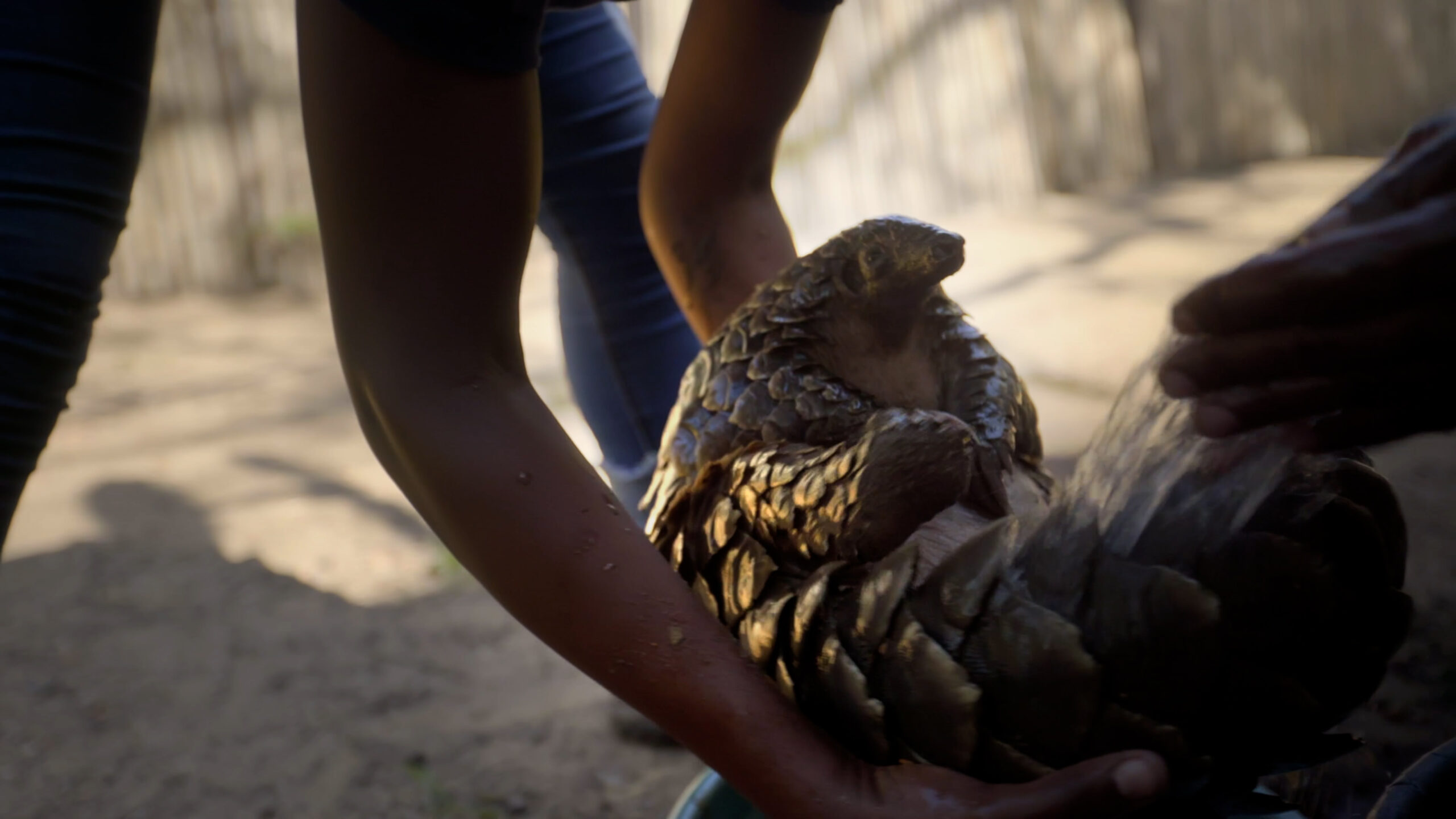 Stopping the Illegal Pangolin Trade