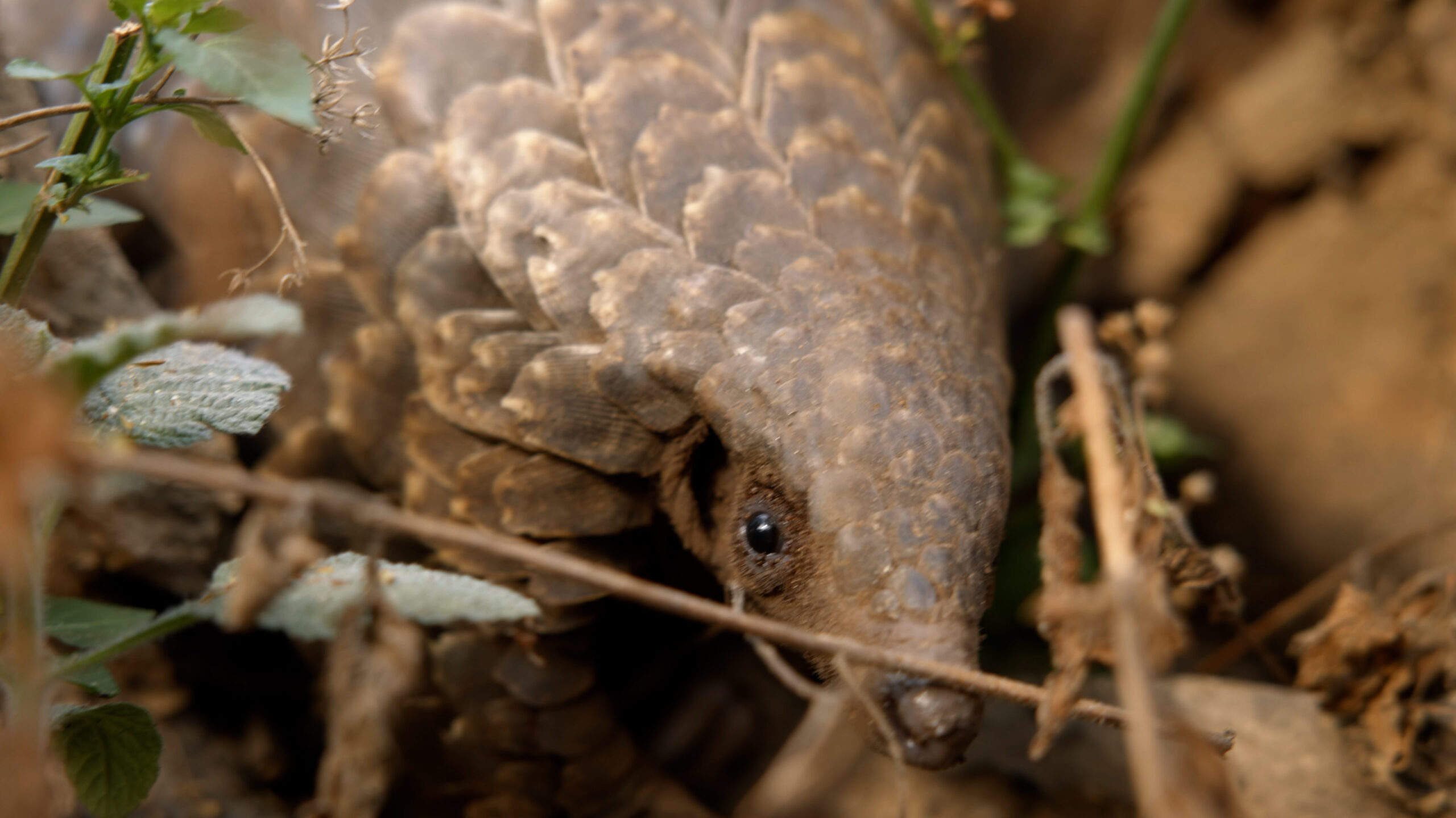 Meet the Pangolin!