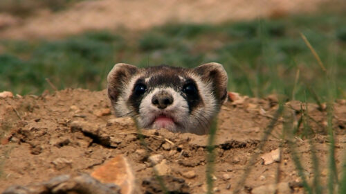 Black-footed ferrets are being restored to the prairies of Fot Belknap.