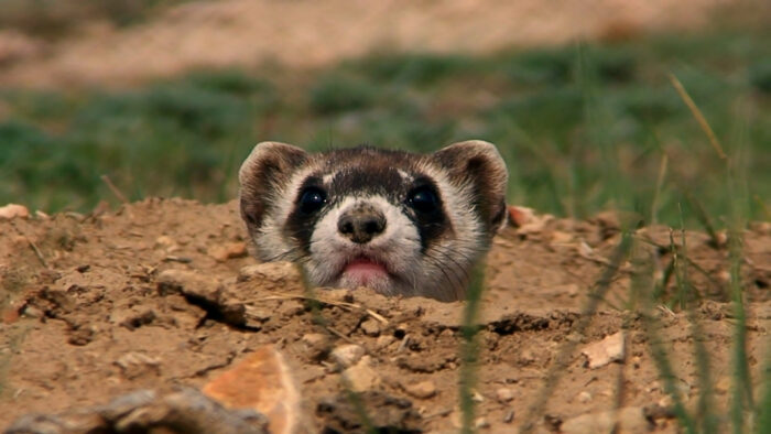 Black-footed ferrets are being restored to the prairies of Fot Belknap.