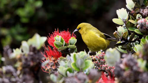 Hawaiian honeycreeper with native plants