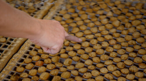 Corals growing in a nursery in Hawaii.